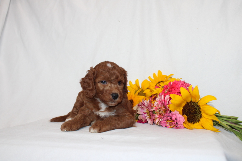 puppy, for, sale, Mini Goldendoodle F1B, Matthew B. Stoltzfus, dog, breeder, Gap, PA, dog-breeder, puppy-for-sale, forsale, nearby, find, puppyfind, locator, puppylocator, aca